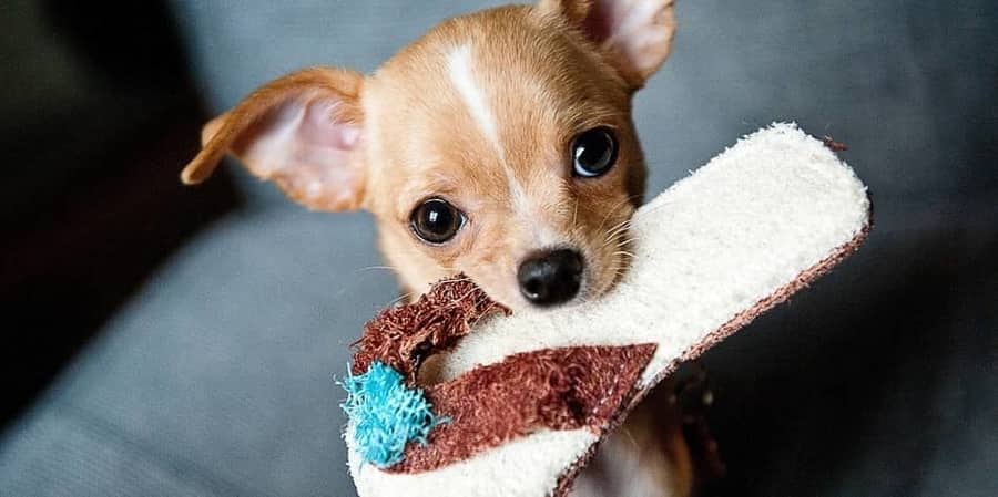 Why Do Dogs Chew Slippers? – Slippers Owner